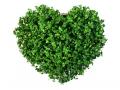 Bio - Heart