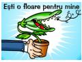 o floare