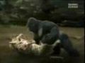 A Gorilla Fights A Leopard