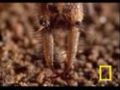 Antlion Death Trap