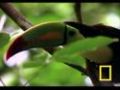 Birds of Paradise - Toucan