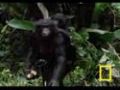 Bonobo Chimps: Girls Rule!