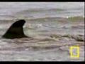 Bottlenose Hunt on Sandy Shore