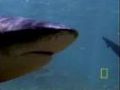 Bull Sharks Hunt