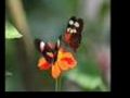 Butterfly Images