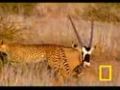Cheetah vs. Gemsbok