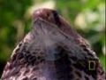 Cobra vs. Monitor Lizard