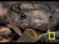 Cobra vs. Rat Snake
