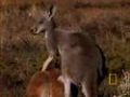 Dingo vs. Kangaroo