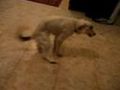 :)) dog humping the air