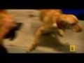 Dog Whisperer: Dog vs. Chicken