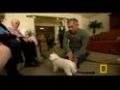 Dog Whisperer: Retirement Terrors