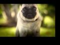 DORITOS® - Pug Attack