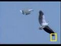 Eagle vs. Eagle in Mid-air