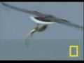 Eagle vs. Sea Snake