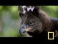 Eagle vs. Water Chevrotain