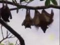 Eating Bats