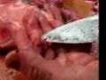 Eating Poison Fish