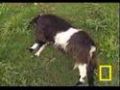 Fainting Goats