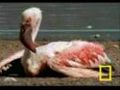 Flamingos of Bogoria