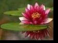 Floare de lotus