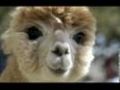 Alpaca - frumos sau urat