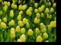 Fun in Amsterdam tulip garden