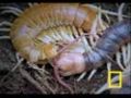 Giant Centipede