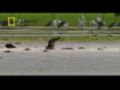 Giant Crocodilians