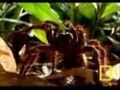 Giant Tarantula