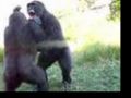 Gorilla Fight