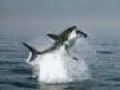 Great White Shark - Marele Rechin Alb