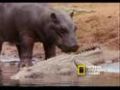 Harmonius Hippos and Crocs