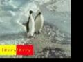 HE FALLING PENGUIN -BEST CLIP FUNNY