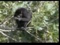 Howler Monkeys