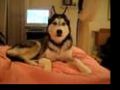 Husky Dog Talking