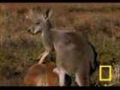 Kangaroo vs Dingo