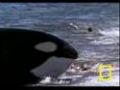 Killer Whale vs. Sea Lions