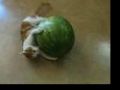 Kitten vs. Watermelon