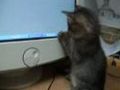 Kitty Playing