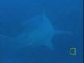 Lemon Sharks