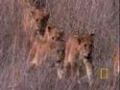 Lives of Lions