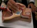 Male Reproductive System Model