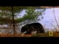 Man Fights Bear