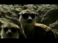 Meerkat Manor - Pups Emerge