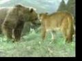 mother cougar attack bear