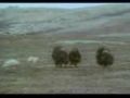 Musk Ox vs. Wolves