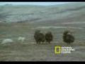 Musk Oxen vs. Arctic Wolves