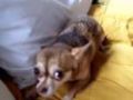My Chihuahua Singing -"you Are So Beautiful-"
