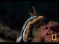Nudibranch Sea Slugs